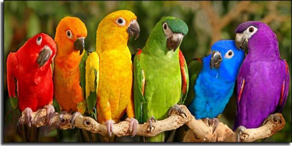 Известные имена попугаев - Имена других известных попугаев