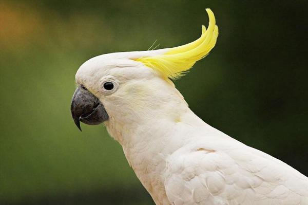 Известные имена попугаев: Сара, попугай Facebook