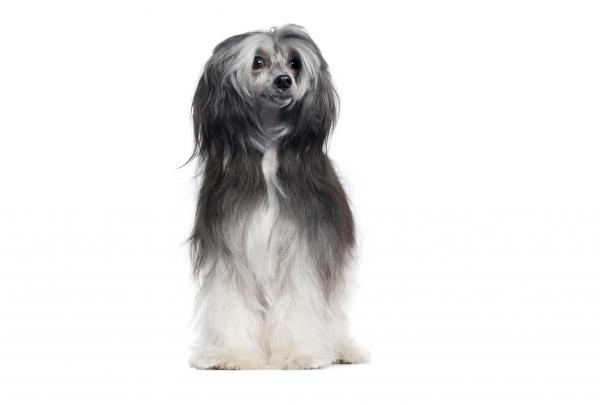10 лучших длинношерстных собак - Powder Puff Chinese Crested Dog