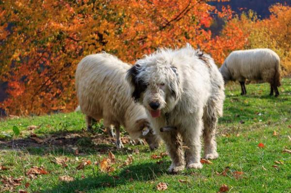 10 лучших пород пасущихся собак - 8. Румынская миоритическая овчарка