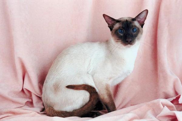 10 лучших пород уникальных кошек: 1. Современная или тайская сиамская