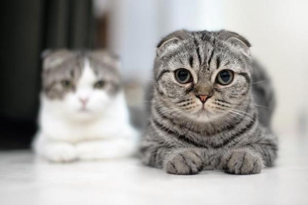 10 лучших пород уникальных кошек: 4. Скоттиш фолд