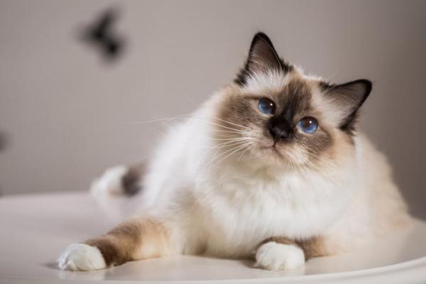 10 лучших пород уникальных кошек: 6. Бирманский кот