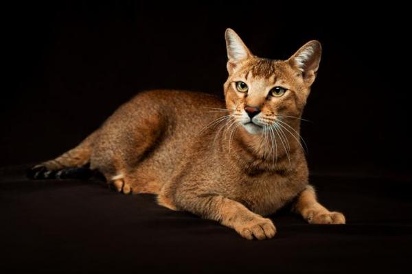 10 лучших пород уникальных кошек: 8. Chausie Cat