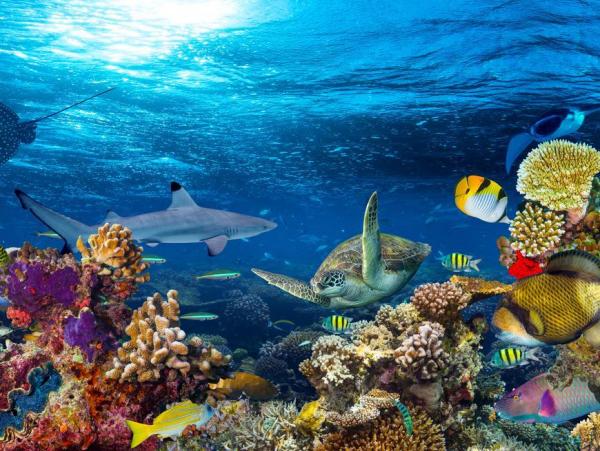 10 самых быстрых морских животных