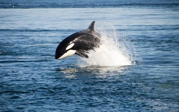 10 самых быстрых морских животных - 10. Орка (Orca)