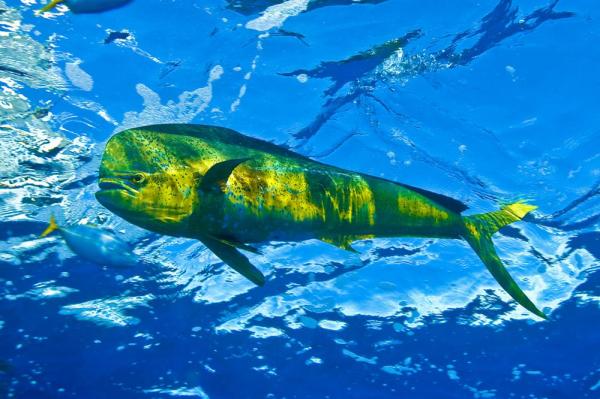 10 самых быстрых морских животных: 5. рыба-дельфин (махи-махи)