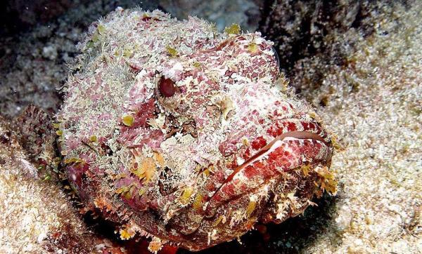 10 самых ядовитых животных в мире - 3. Каменная рыба