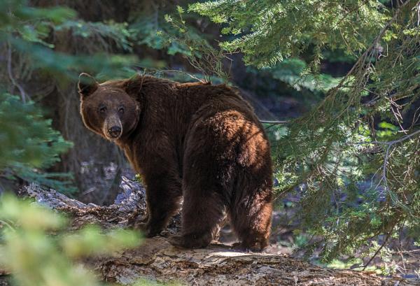 10 самых опасных животных в Калифорнии - американский черный медведь
