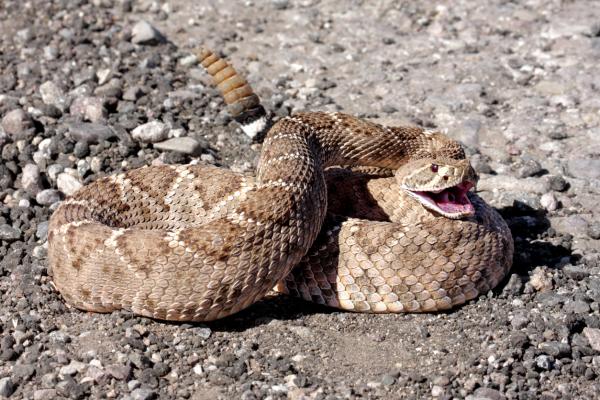 10 самых опасных животных в Калифорнии: опасны ли гремучие змеи в Калифорнии?