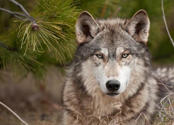 10 самых опасных животных в Калифорнии: серый волк