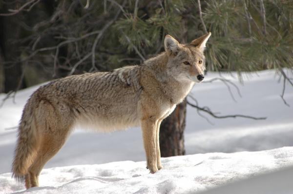 10 самых опасных животных в Калифорнии - койоты