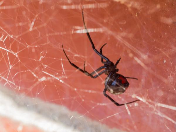 10 самых опасных животных в Калифорнии: есть ли в Калифорнии ядовитые пауки?