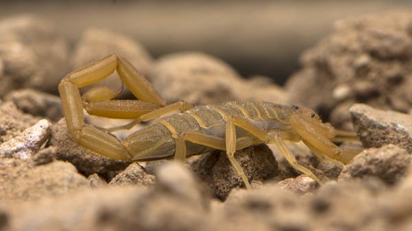10 самых опасных животных в Калифорнии - опасные скорпионы в Калифорнии