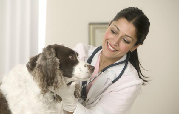 10 советов, как сэкономить на уходе за питомцами - сходите к ветеринару