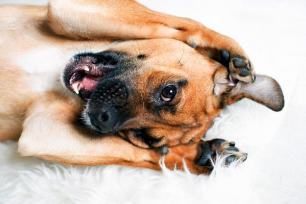 10 вещей, которые любят собаки