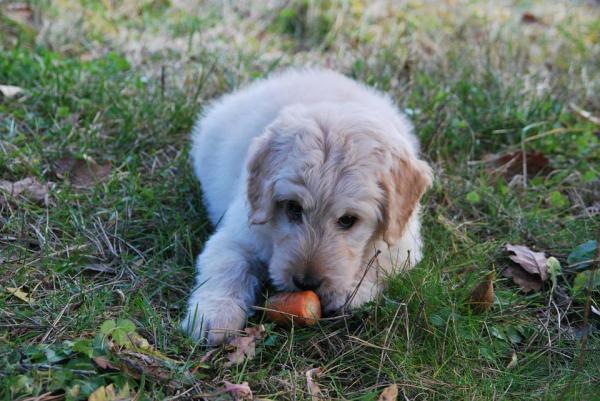 10 вещей, которые любят собаки: едят одни