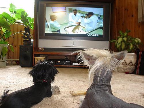 10 вещей, которые любят собаки - смотреть телевизор