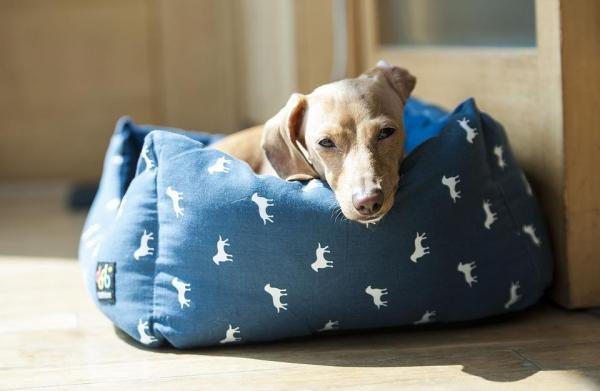 10 вещей, которые любят собаки: стелить постель