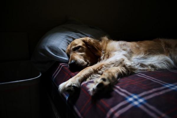 10 вещей, которые любят собаки: спать с тобой
