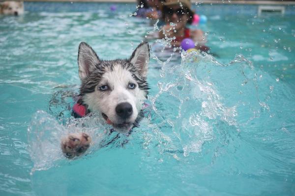 10 вещей, которые любят собаки - плавание