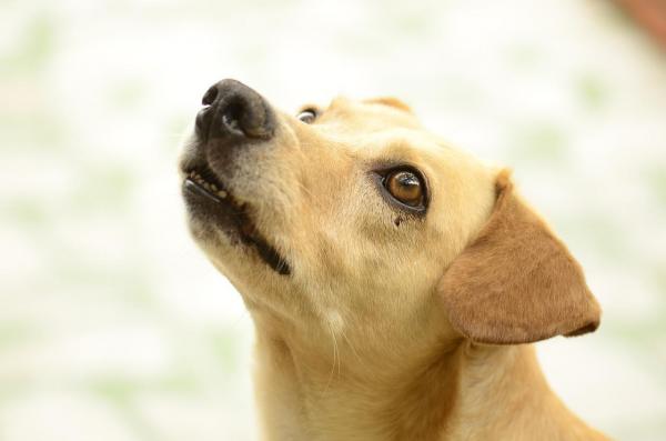 10 вещей, которые собаки ненавидят в отношении людей - 5. Смотреть им в глаза / смотреть им в глаза и гладить их по голове
