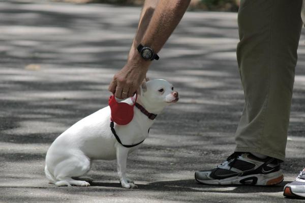 10 вещей, которые собаки ненавидят о людях - 7. Не правильно носите поводок и не спешите