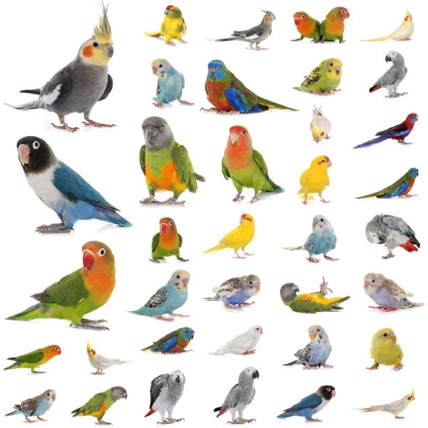 100 самых популярных названий птиц