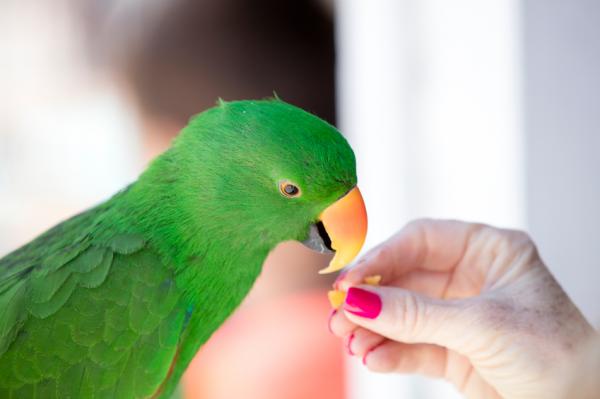 100 самых популярных имен птиц: имена популярных попугаев