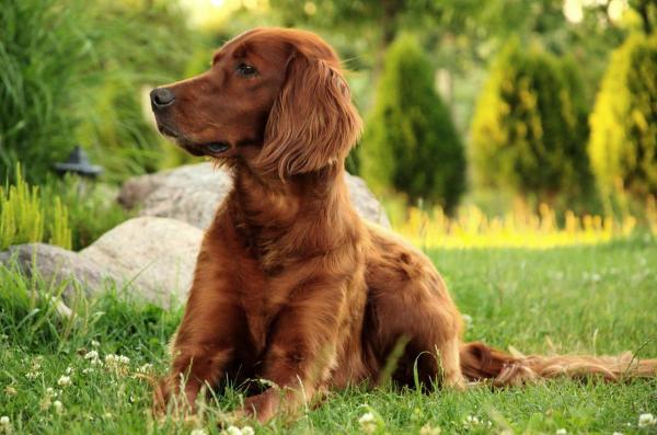 20 лучших элегантных пород собак в мире - 4. Ирландский сеттер