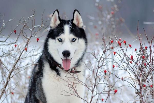 30 пород снежных собак - Список с фотографиями