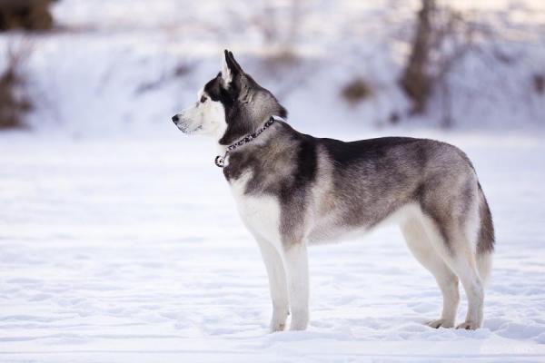 30 пород снежных собак - Список с фото - 2. Сибирский хаски
