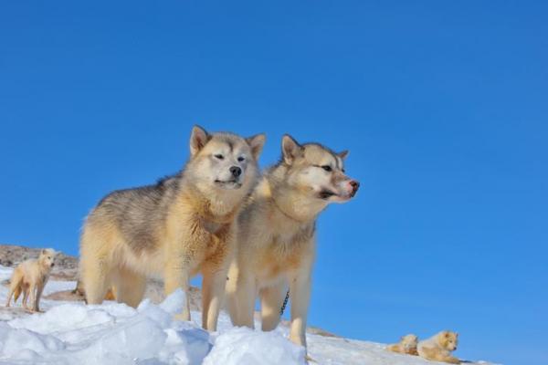 30 пород снежных собак - Список с фото - 4. Гренландский кобель