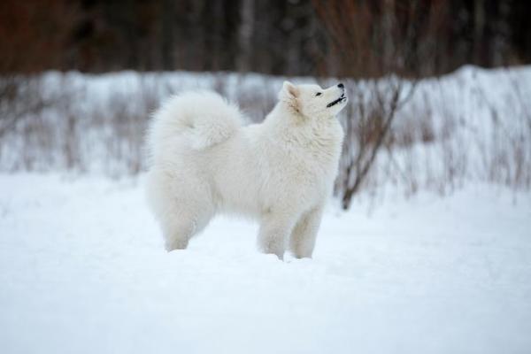 30 пород снежных собак - Список с фото - 5. Самоед