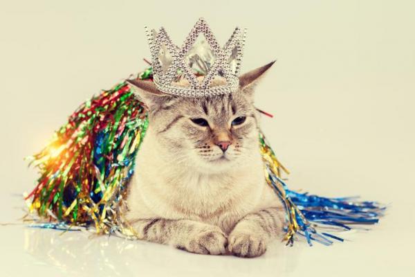 5 личностей кота по Лорен Финка - 4. Любопытный кот