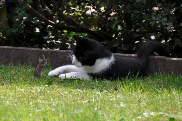 5 причин приютить кошку - 1. Кошки полезны