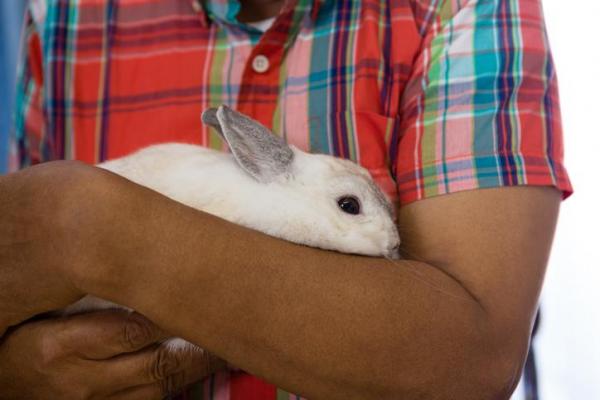 5 признаков и симптомов умирающего кролика