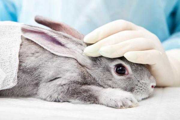 5 признаков и симптомов умирающего кролика - 3. Ваши жизненные показатели меняются