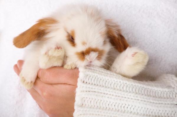 5 признаков и симптомов умирающего кролика: что делать, если умирает ваш кролик?