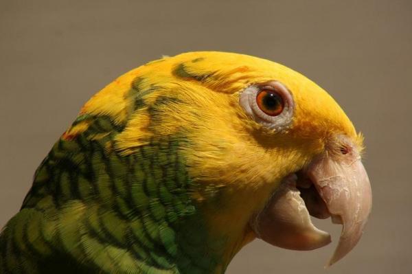 50 уникальных имен для попугаев - Имена для мужских попугаев