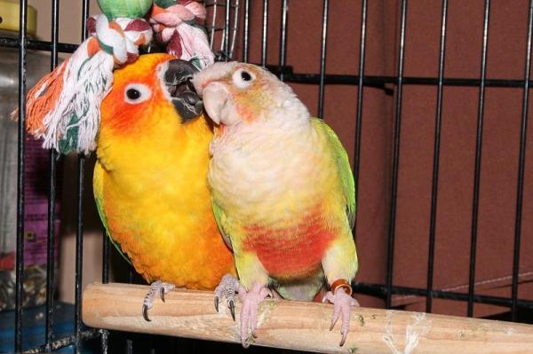 50 уникальных имен для попугаев - Имена для женских попугаев