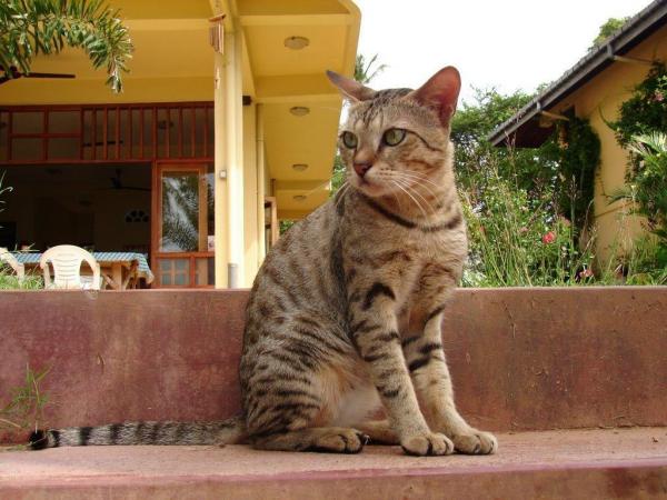 6 пород азиатских кошек - цейлонский кот