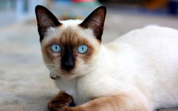 6 пород азиатских кошек - сиамская кошка