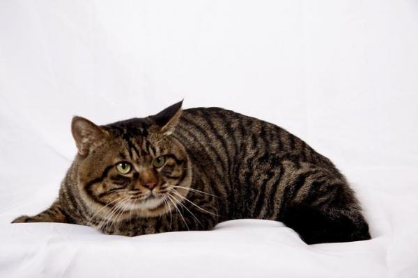 6 пород азиатских кошек - Dragon Li Cat