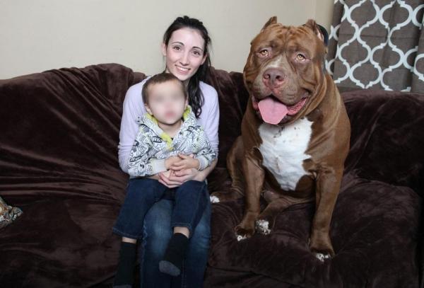 7 интересных фактов о Pit Bull - 4. Халк, самый большой питбуль в мире