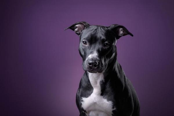 7 Интересные факты о Pit Bull