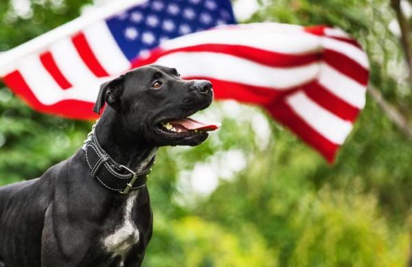 7 интересных фактов о Pit Bull - 7. Собаки Pit Bull - не единственная порода