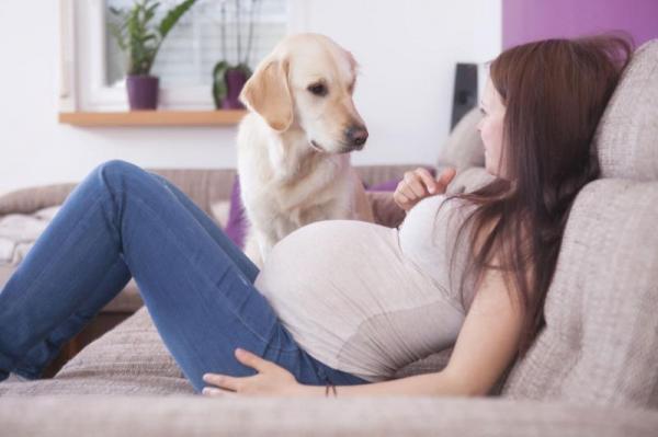 8 вещей, которые ваша собака знает о вас: собаки могут чувствовать себя беременными