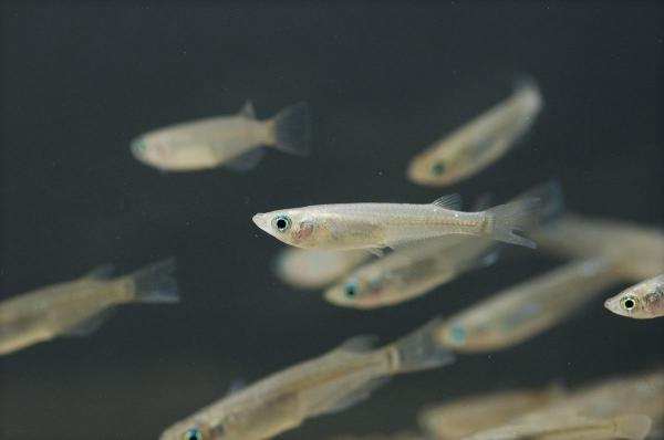 9 рыб для пруда на открытом воздухе: мелкая рыба для образования школ