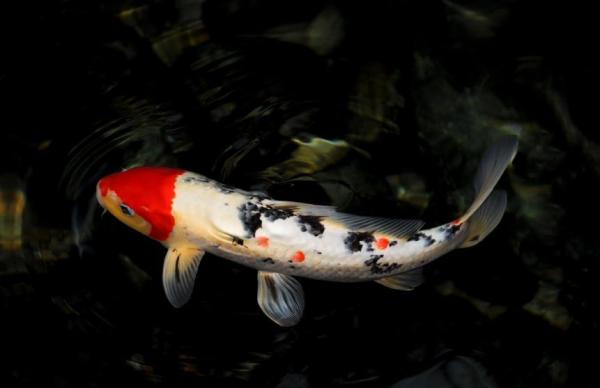 Аквариум с холодной водой - Koi